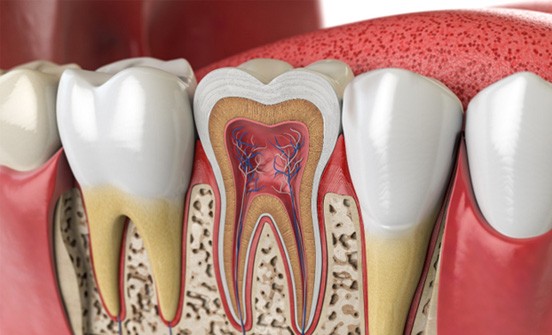 a computer illustration showing the inside of a tooth